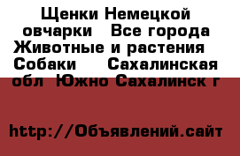 Щенки Немецкой овчарки - Все города Животные и растения » Собаки   . Сахалинская обл.,Южно-Сахалинск г.